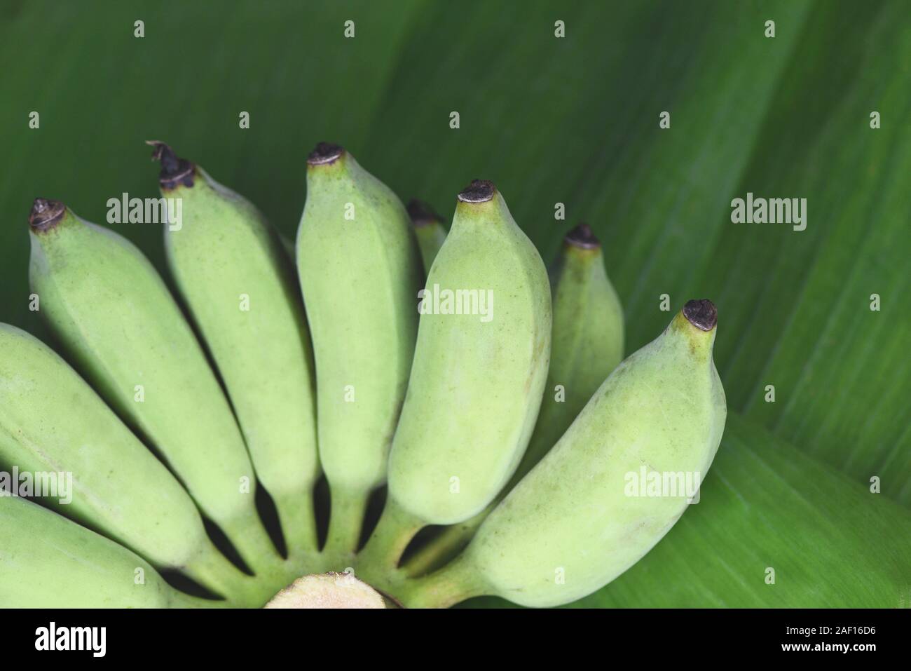 bunch of green banana on raw banana leaf background Stock Photo