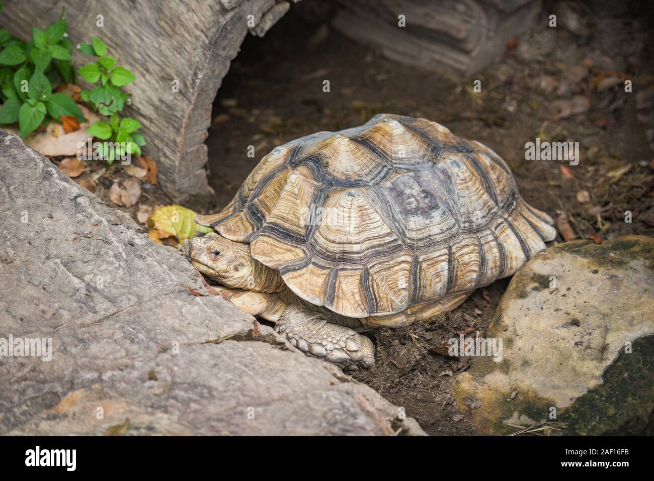African spurred tortoise / Close up turtle lying on ground Stock Photo ...