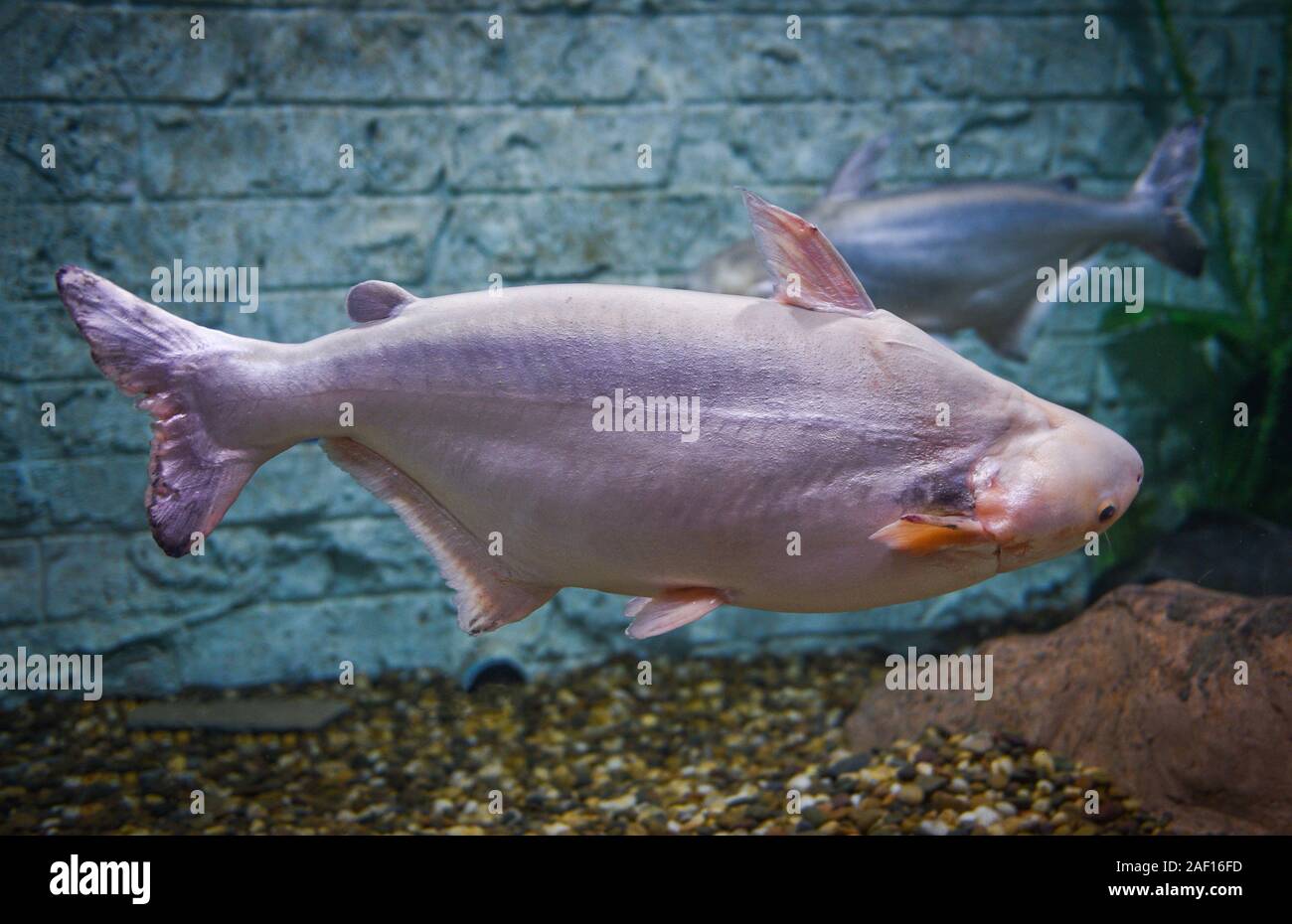 Black ear catfish or Pangasiidae fish swimming underwater fish tank at aquarium / Pangasius larnaudii Stock Photo