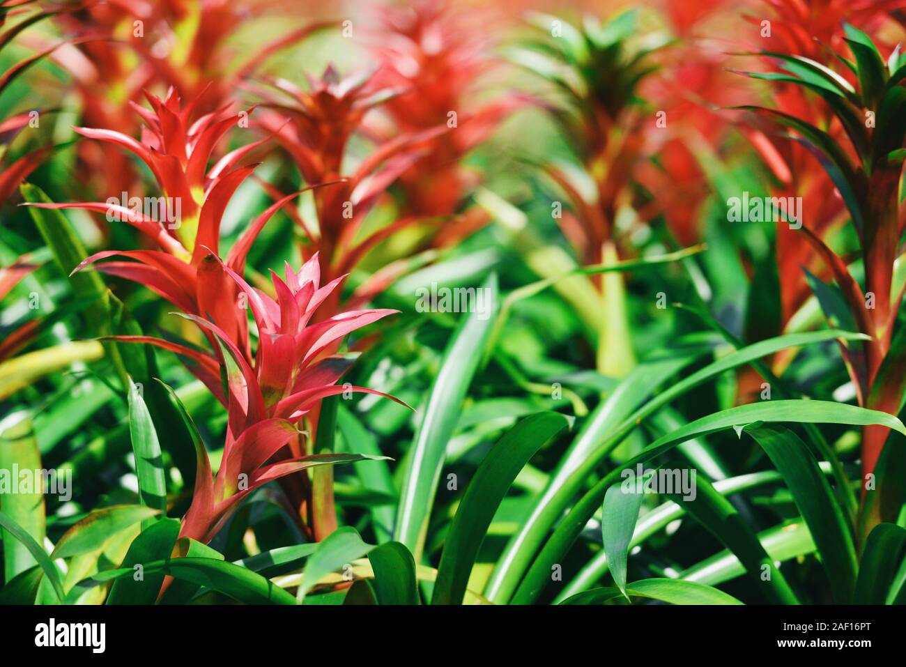 Tropical plant bromeliad flower in the garden / Colorful of bromeliads farm decorate in the nursery background Stock Photo