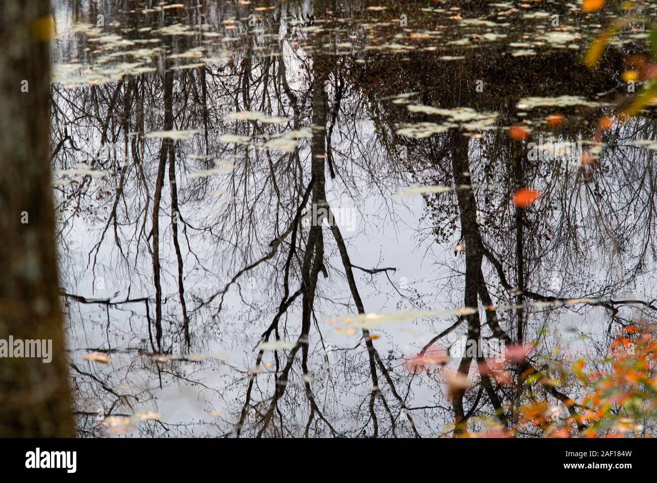 Dormant trees and autumn leaves reflected in water Stock Photo Alamy
