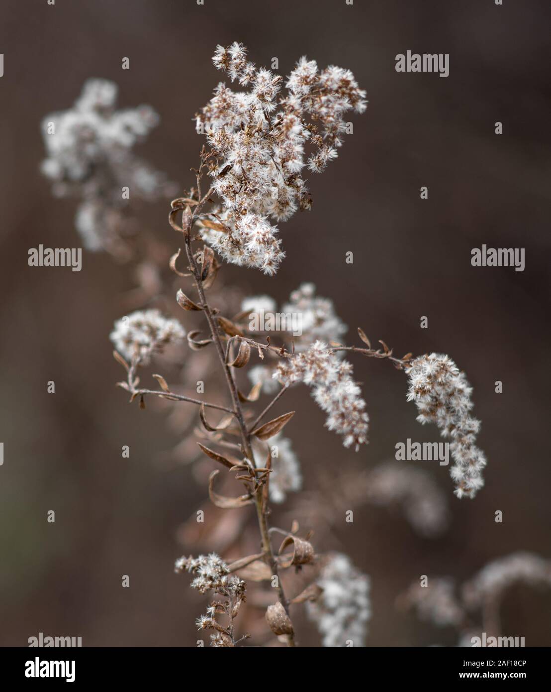 A flower that has died with the cold winter weather Stock Photo Alamy
