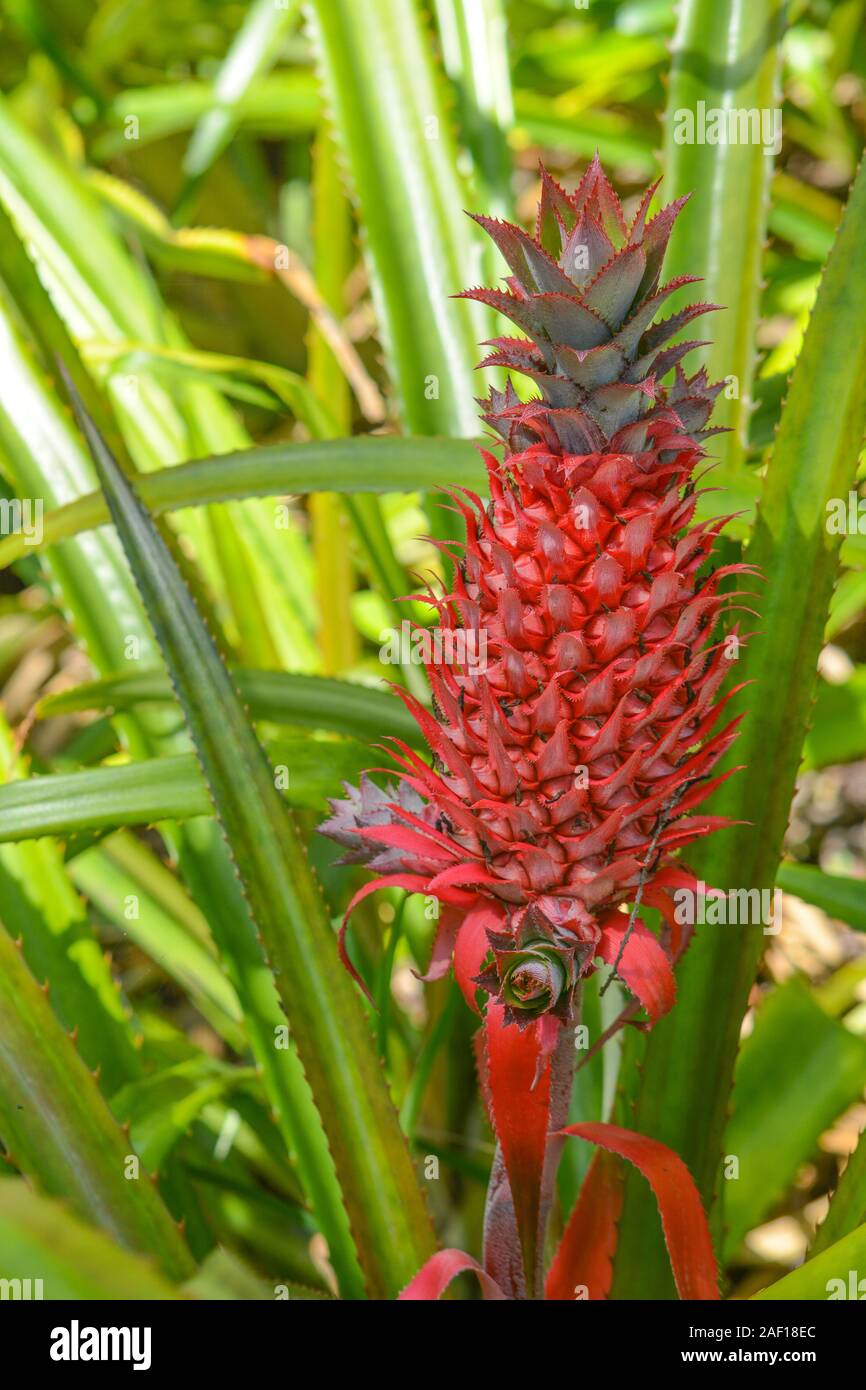 The Pineapple (ananas comosus) tropical fruit at Mckee Botanical Garden