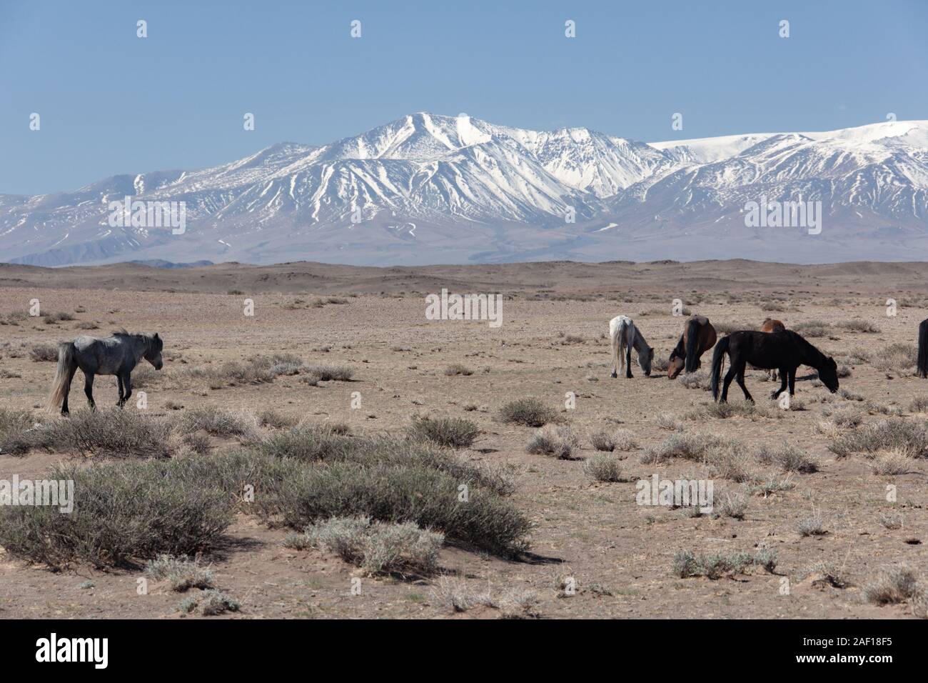 horses in the grassland of Mongolia Stock Photo - Alamy