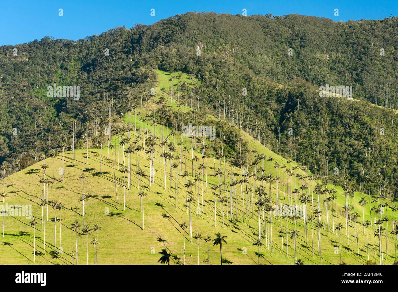 Valle de Cocora (Cocora valley) near Salento in Colombia. Stock Photo