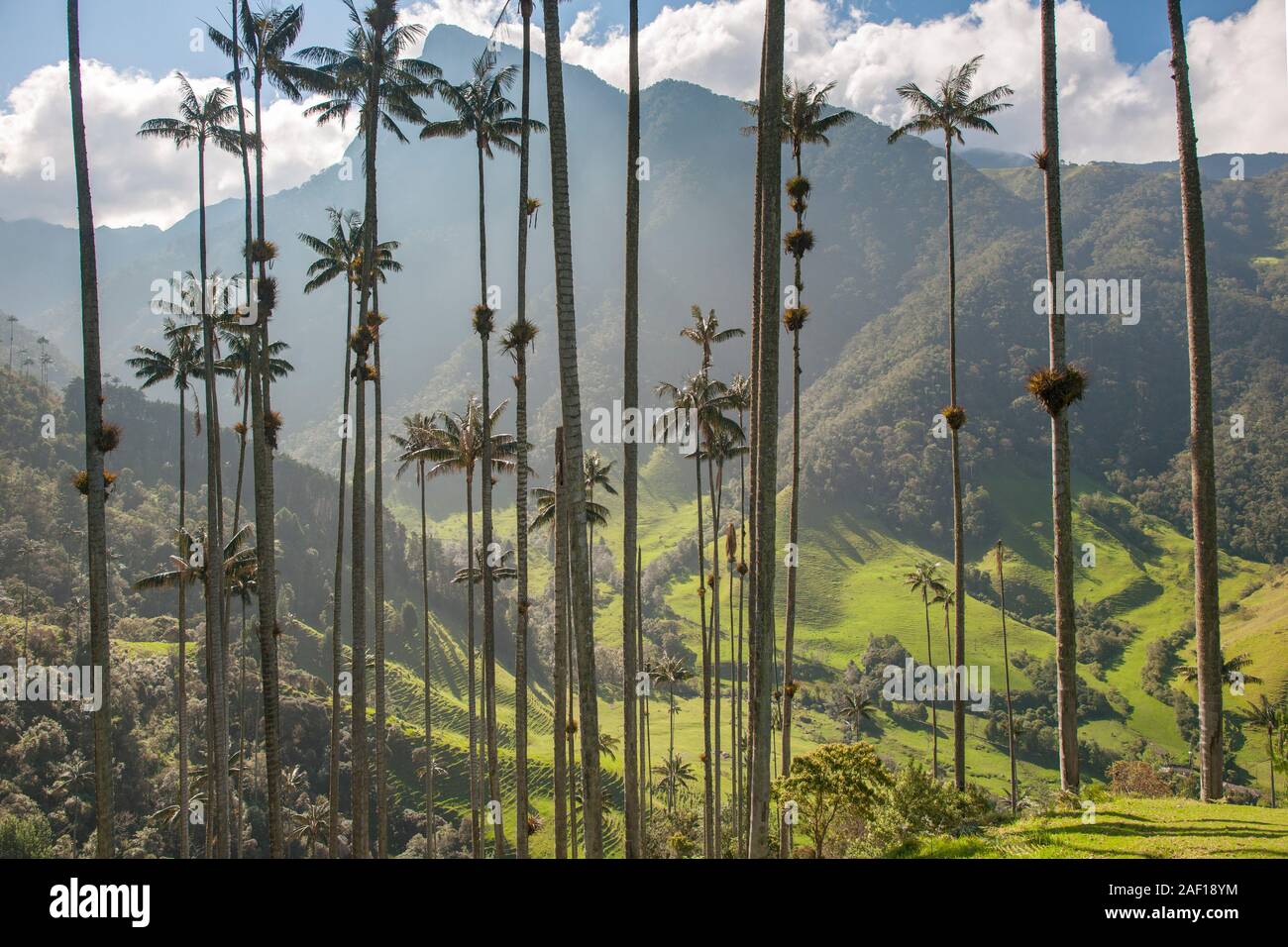 Valle de Cocora (Cocora valley) near Salento in Colombia. Stock Photo