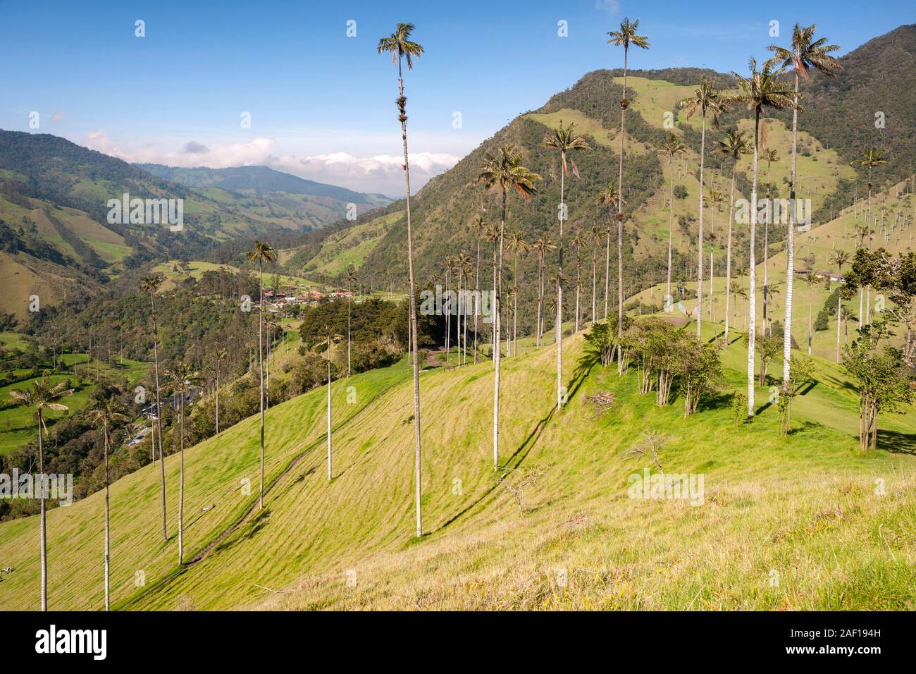 Valle de Cocora (Cocora valley) near Salento in Colombia. Stock Photo