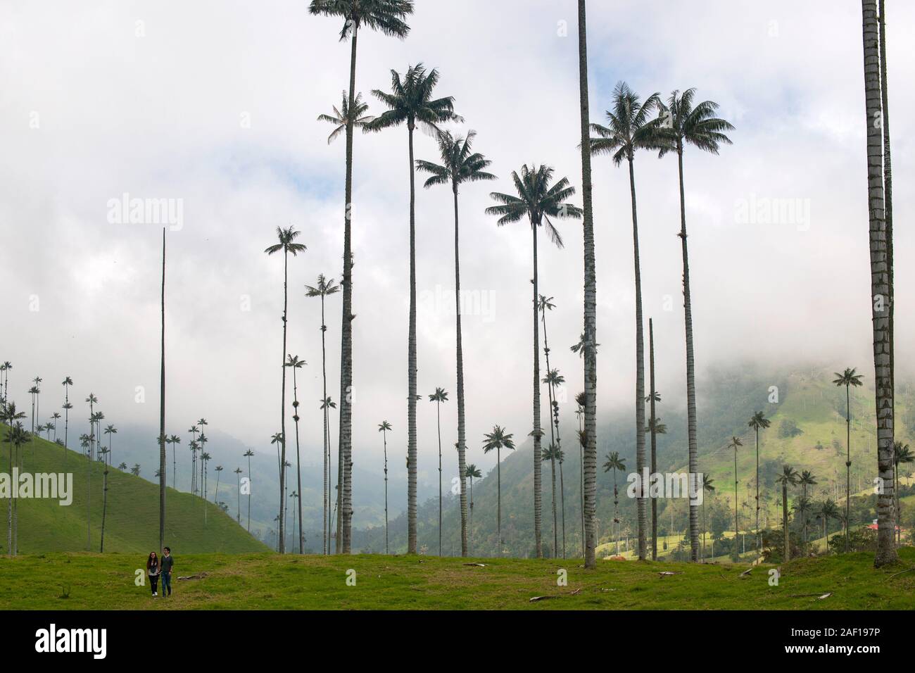 Valle de Cocora (Cocora valley) near Salento in Colombia. Stock Photo