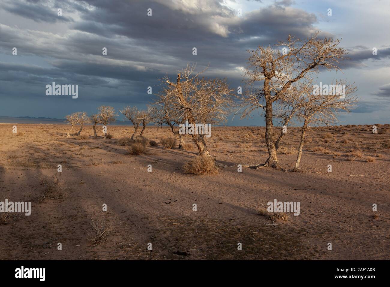 trees in a nature of western Mongolia Stock Photo - Alamy