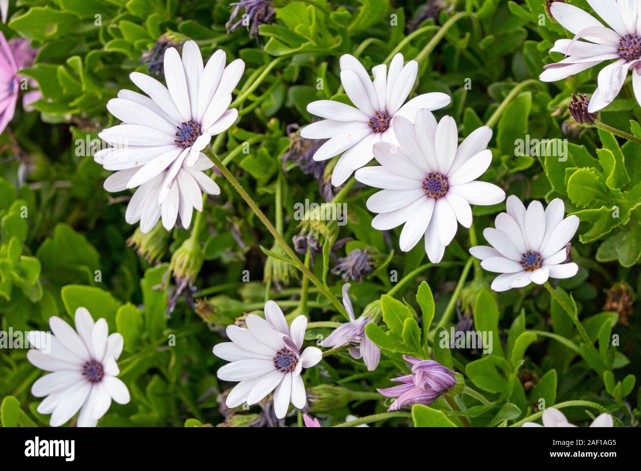 white flowers with purple centers and green background Stock Photo Alamy