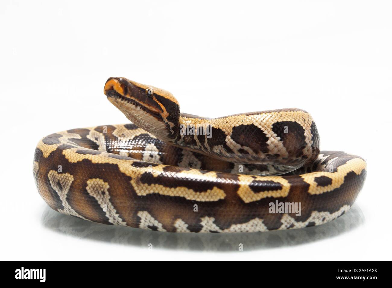 Sumatran Red Blood Python (Python curtis curtis) commonly known as red ...
