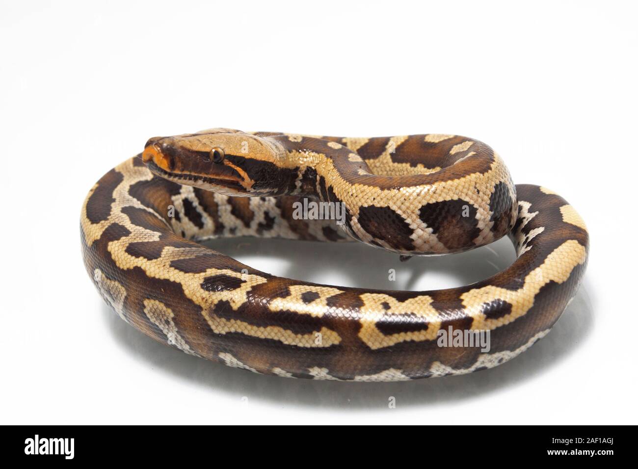 Sumatran Red Blood Python (Python curtis curtis) commonly known as red ...