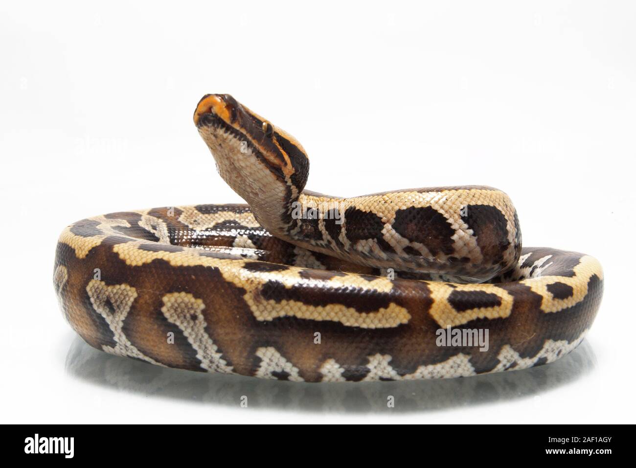 Sumatran Red Blood Python (Python curtis curtis) commonly known as red ...