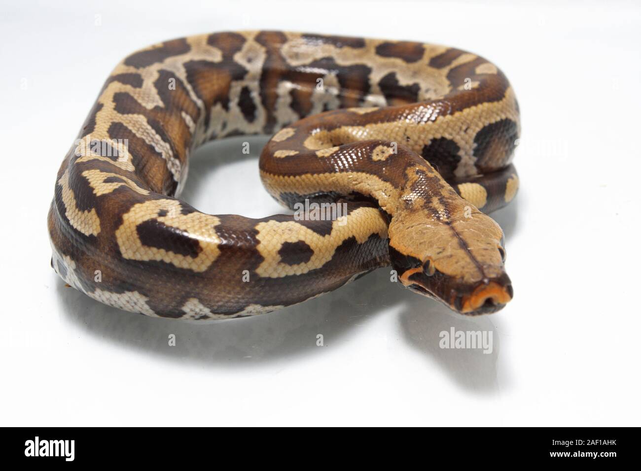Sumatran Red Blood Python (Python curtis curtis) commonly known as red ...