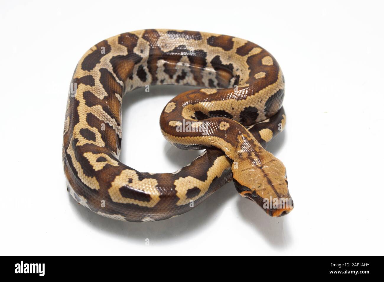 Sumatran Red Blood Python (Python curtis curtis) commonly known as red ...