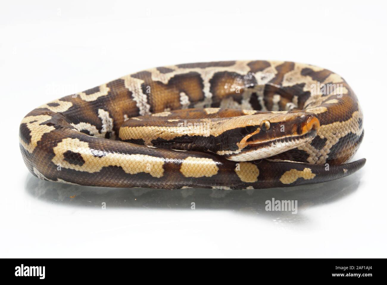 Sumatran Red Blood Python (Python curtis curtis) commonly known as red ...