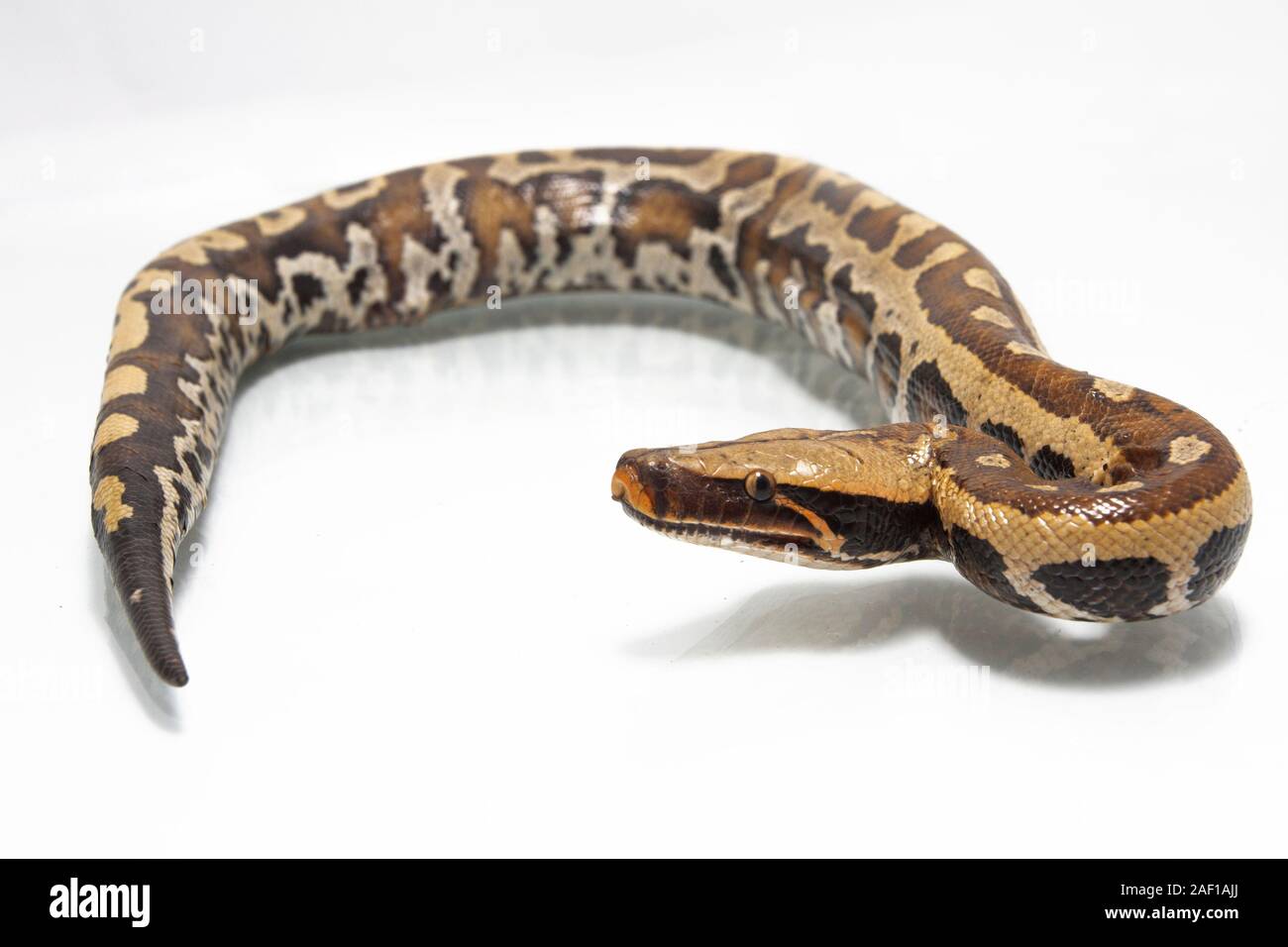 Sumatran Red Blood Python (Python curtis curtis) commonly known as red ...