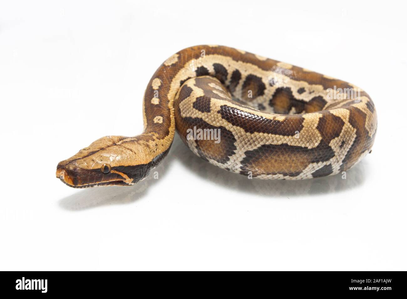 Sumatran Red Blood Python (Python curtis curtis) commonly known as red ...