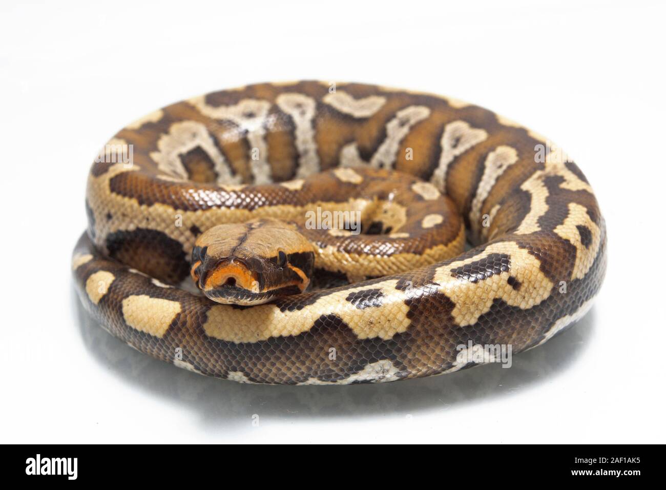 Sumatran Red Blood Python (Python curtis curtis) commonly known as red ...