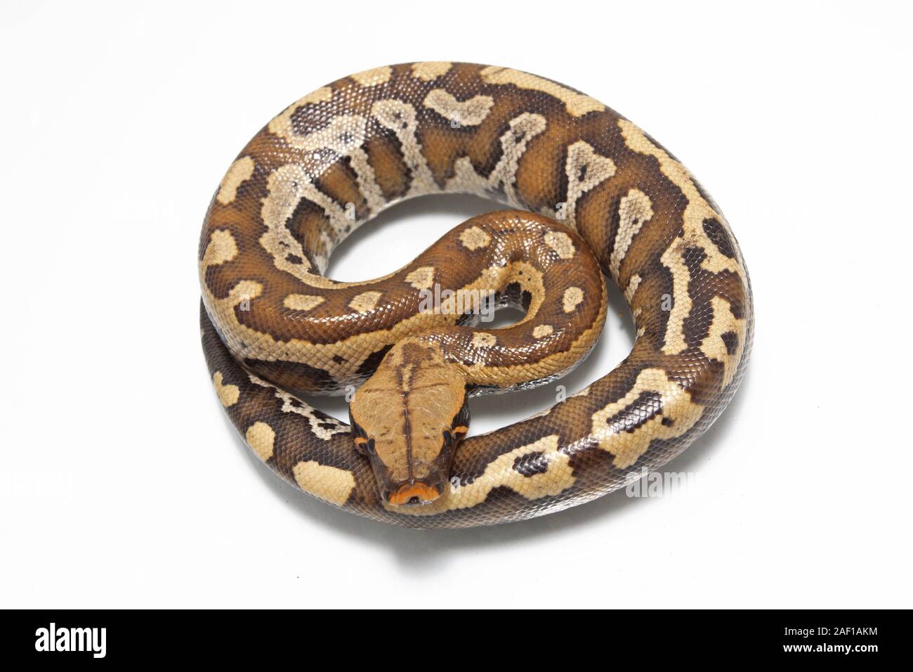 Sumatran Red Blood Python (Python curtis curtis) commonly known as red ...