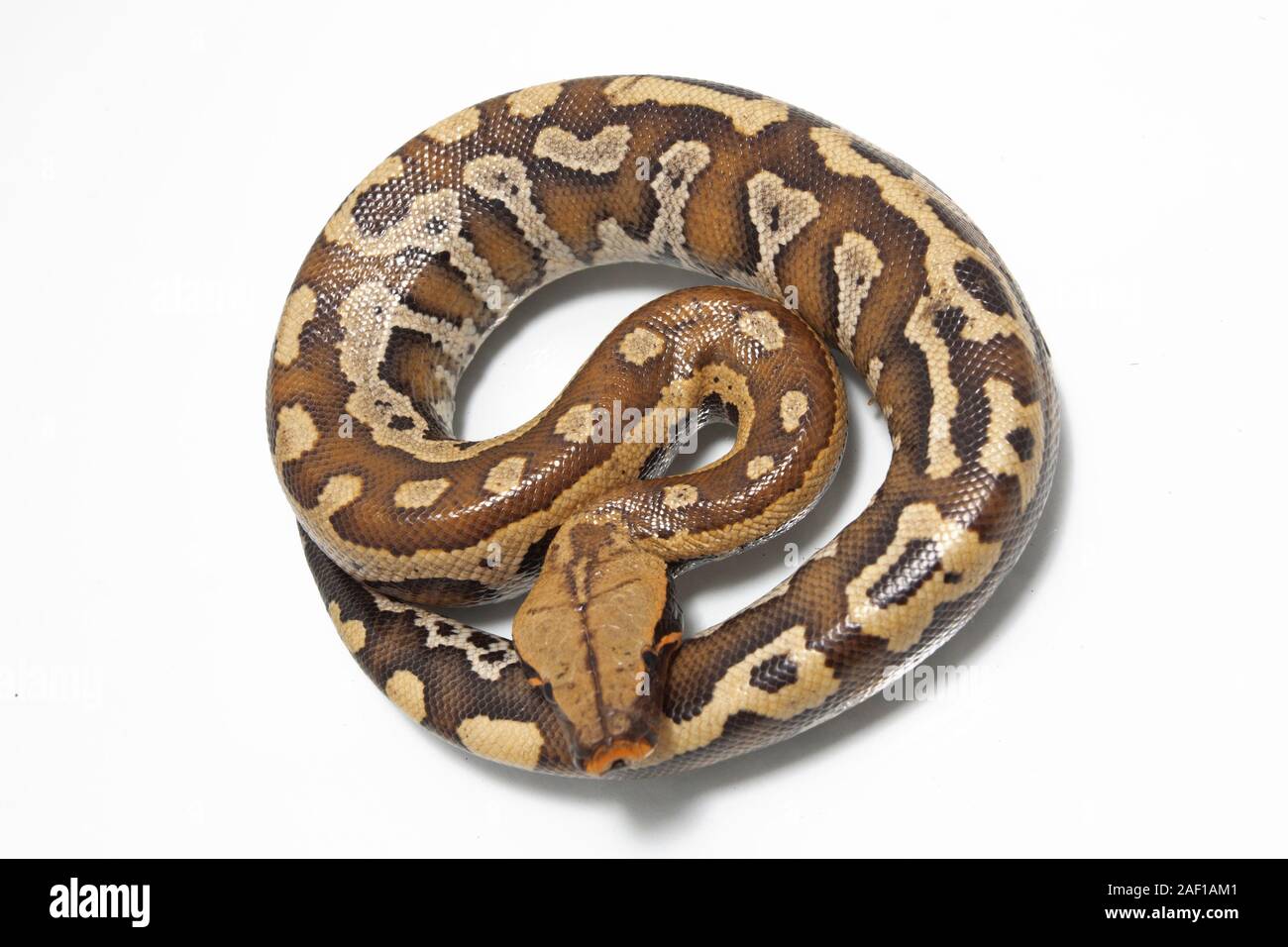 Sumatran Red Blood Python (Python curtis curtis) commonly known as red ...