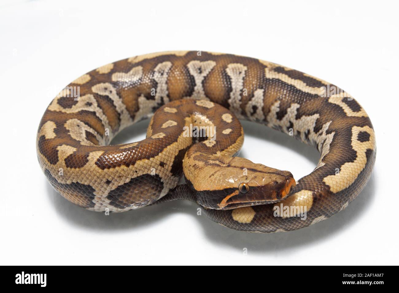 Sumatran Red Blood Python (Python curtis curtis) commonly known as red ...