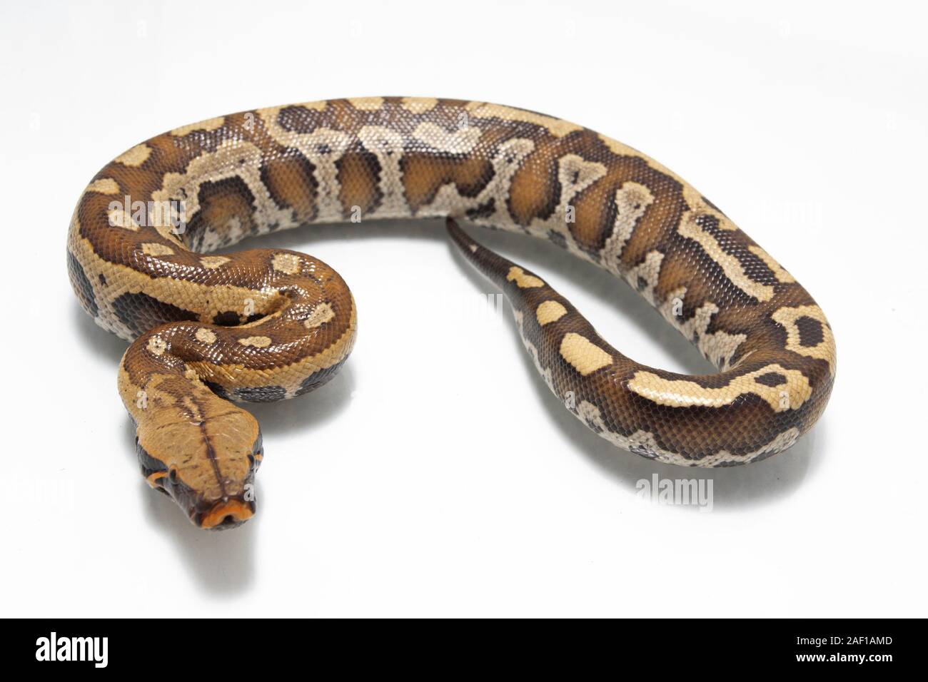 Sumatran Red Blood Python (Python curtis curtis) commonly known as red ...