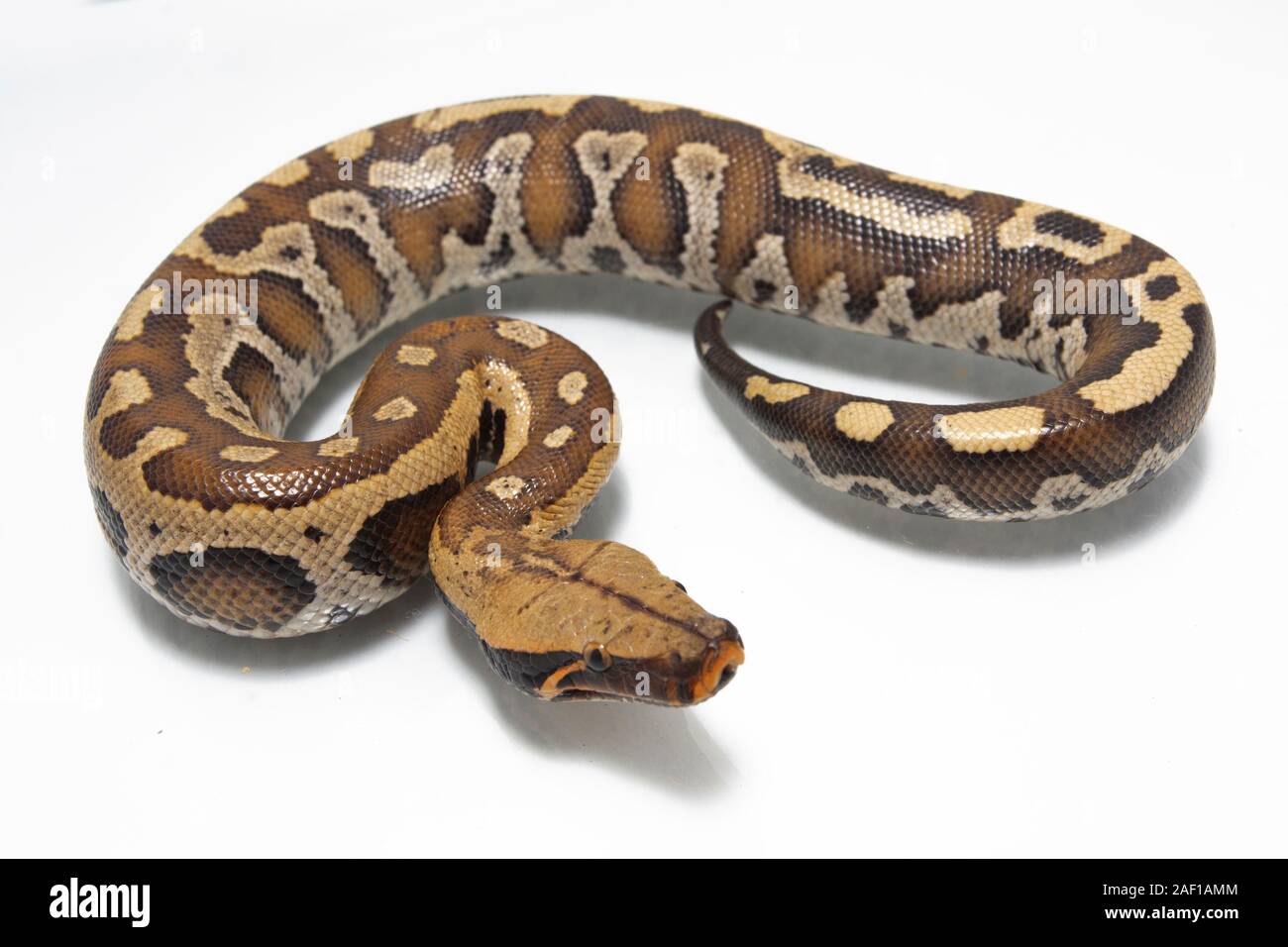 Sumatran Red Blood Python (Python curtis curtis) commonly known as red ...