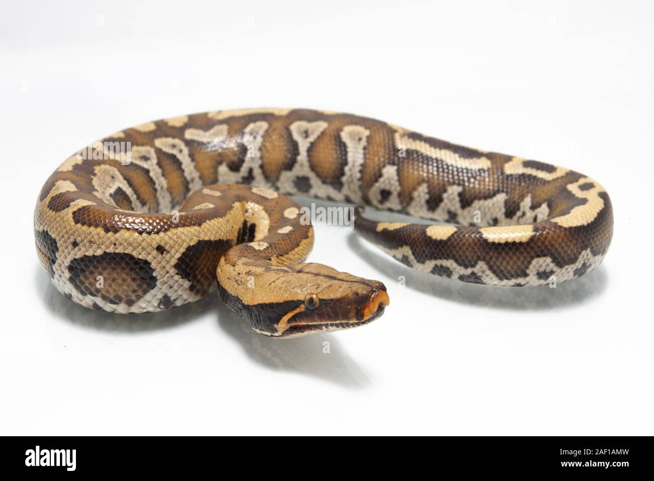 Sumatran Red Blood Python (Python curtis curtis) commonly known as red ...