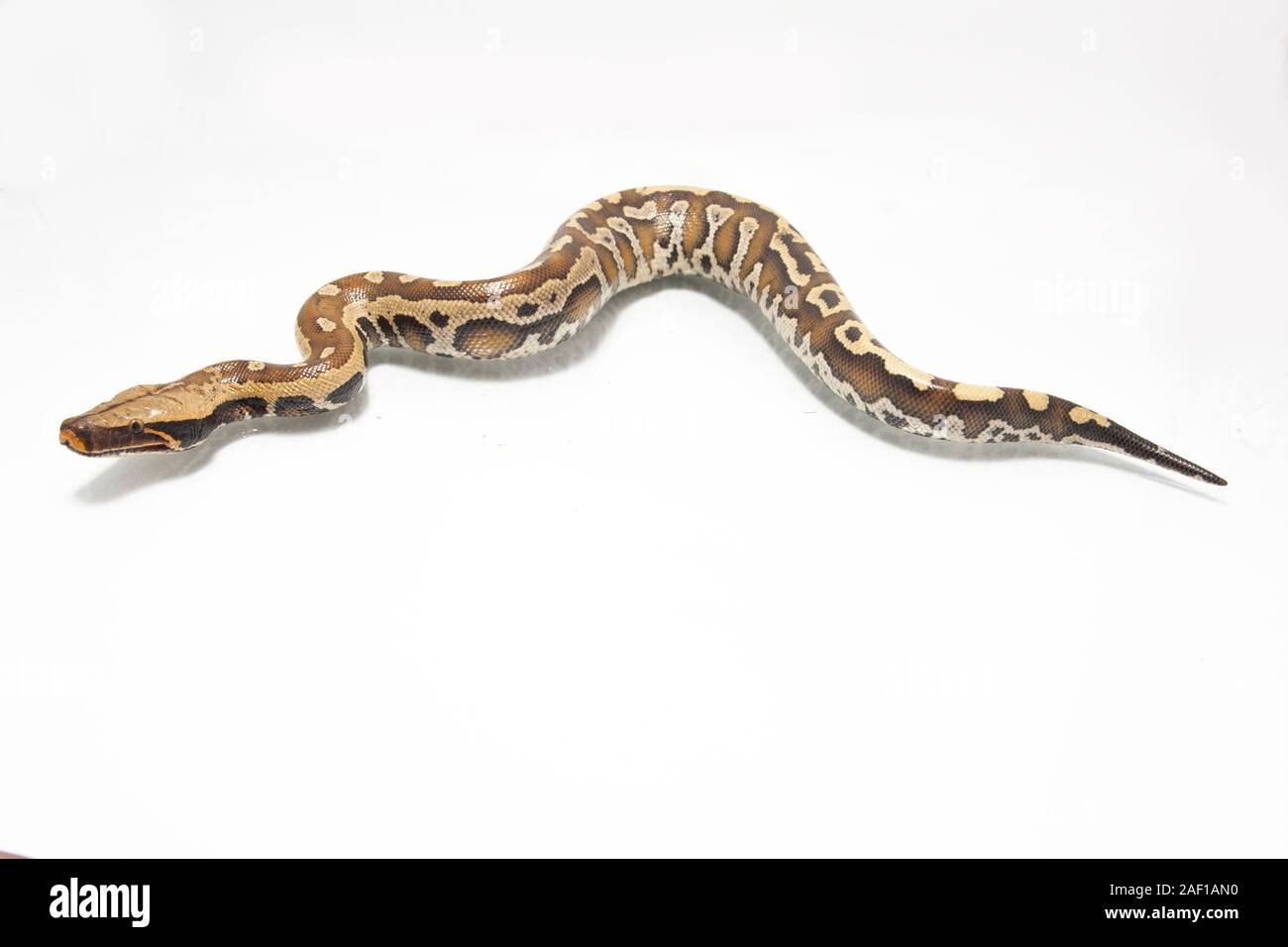 Sumatran Red Blood Python (Python curtis curtis) commonly known as red ...