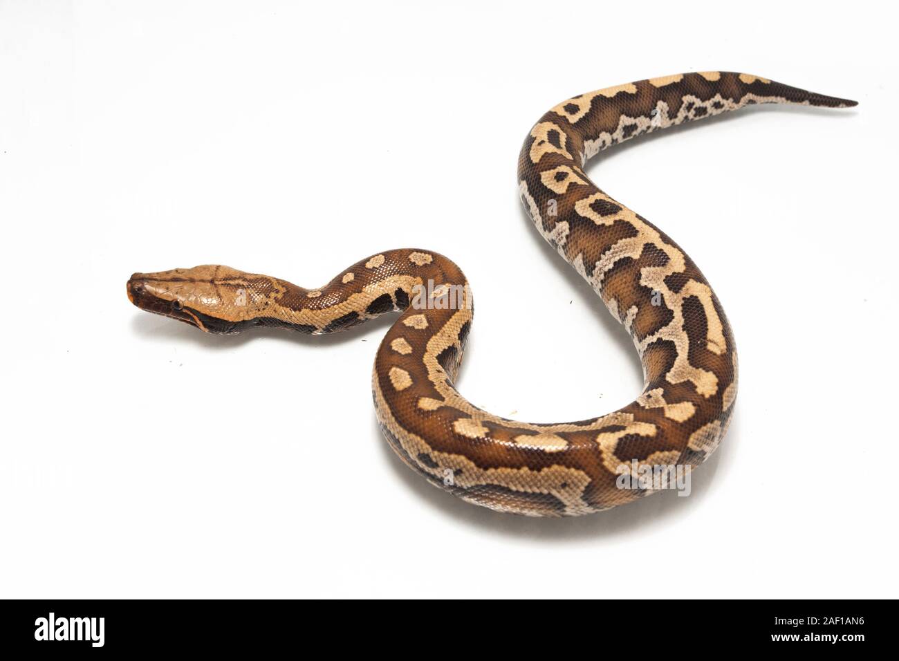 Sumatran Red Blood Python (Python curtis curtis) commonly known as red ...