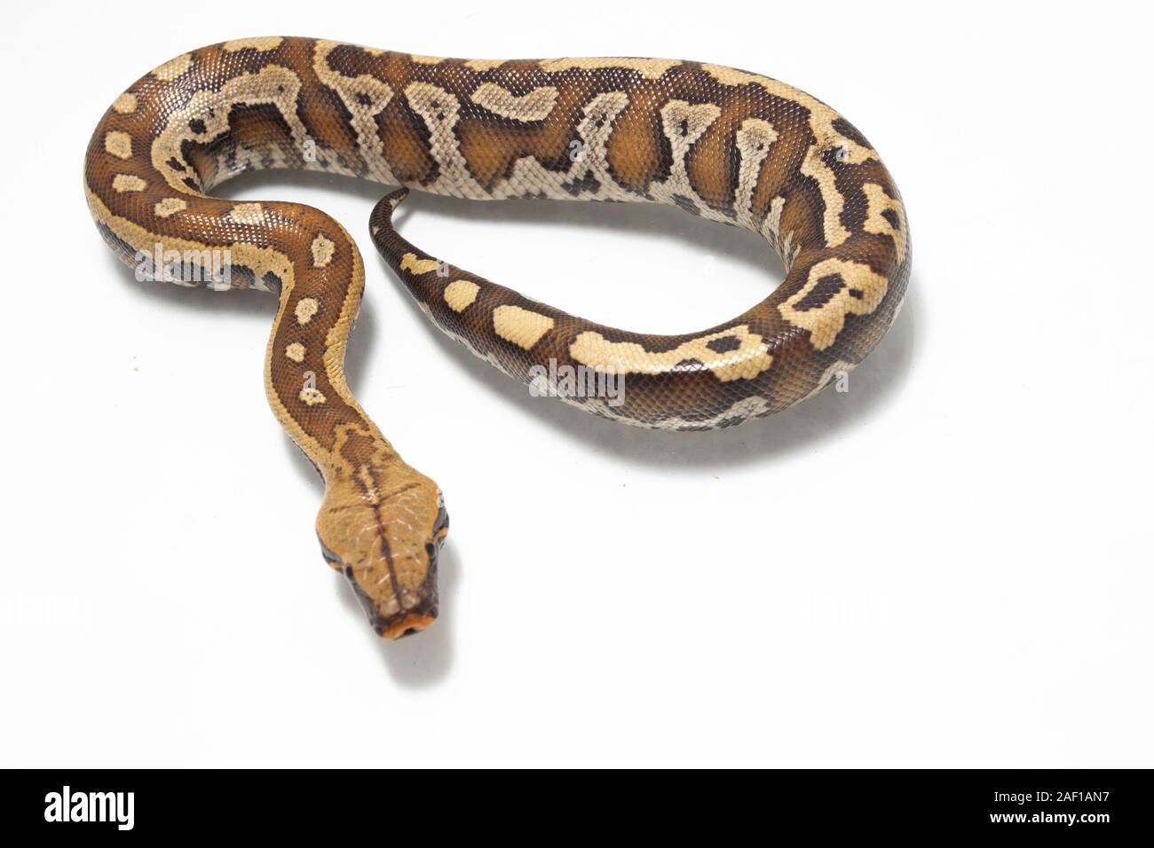 Sumatran Red Blood Python (Python curtis curtis) commonly known as red ...