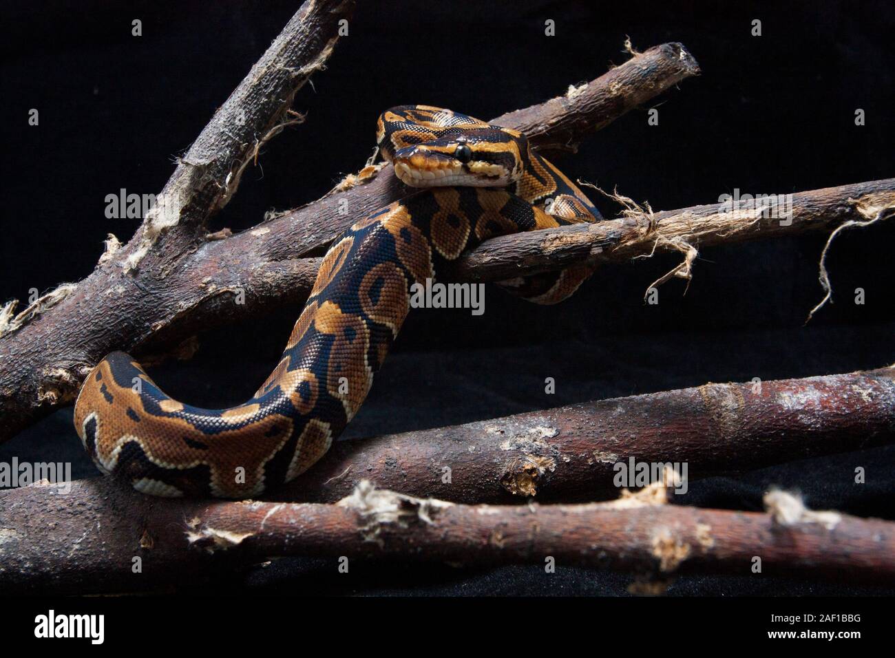 ball python (Python regius) on the branch Stock Photo