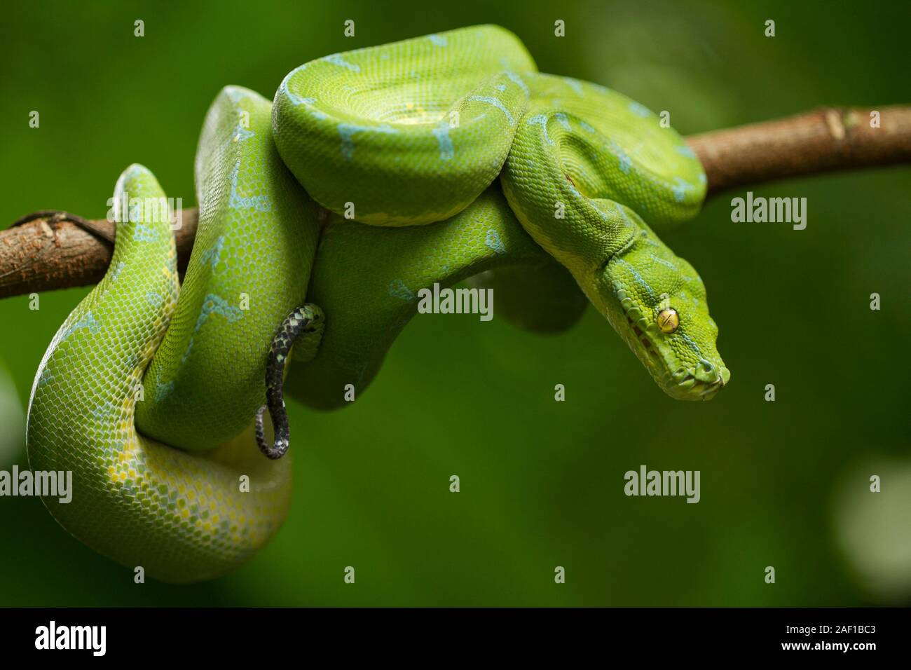 Green tree python (Morelia viridis) sorong locality Stock Photo - Alamy