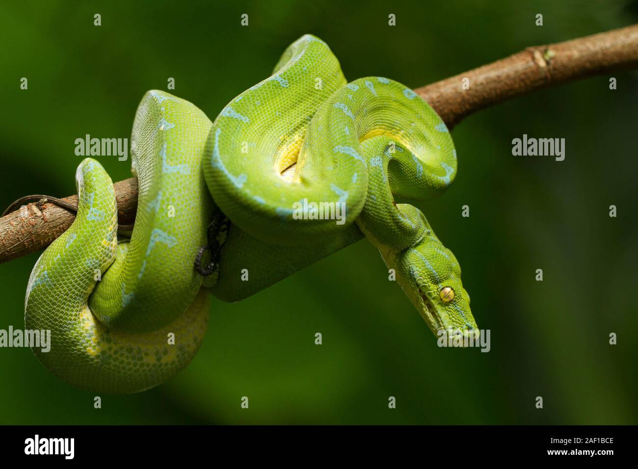 Green tree python (Morelia viridis) sorong locality Stock Photo - Alamy