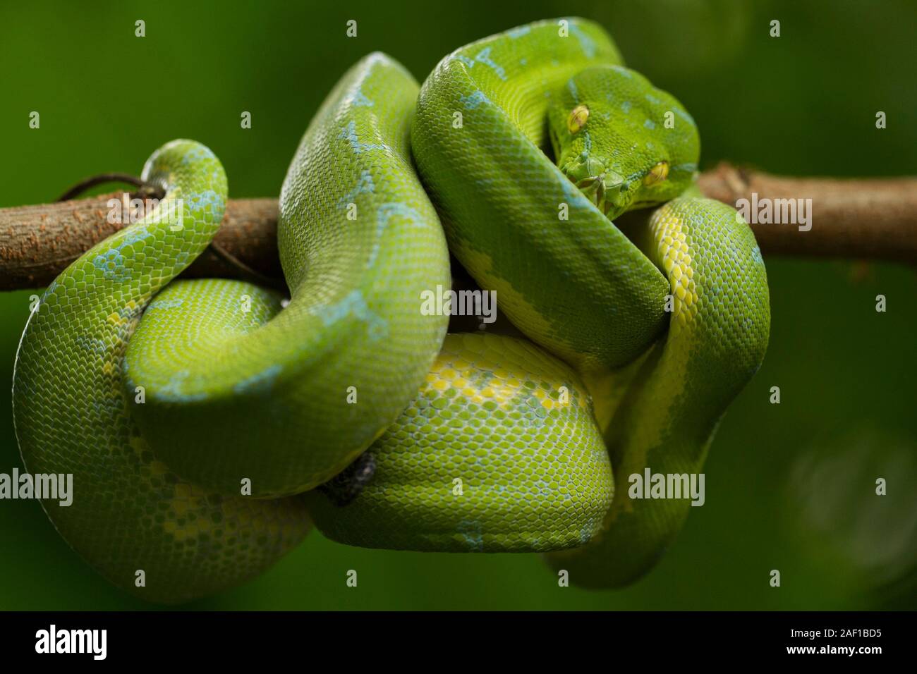 Green tree python (Morelia viridis) sorong locality Stock Photo - Alamy