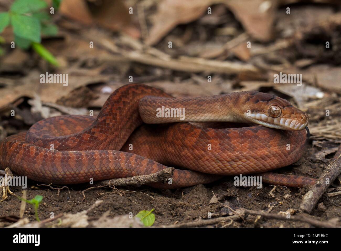 a baby amethystine python (morelia amethistina) Large snake in family ...
