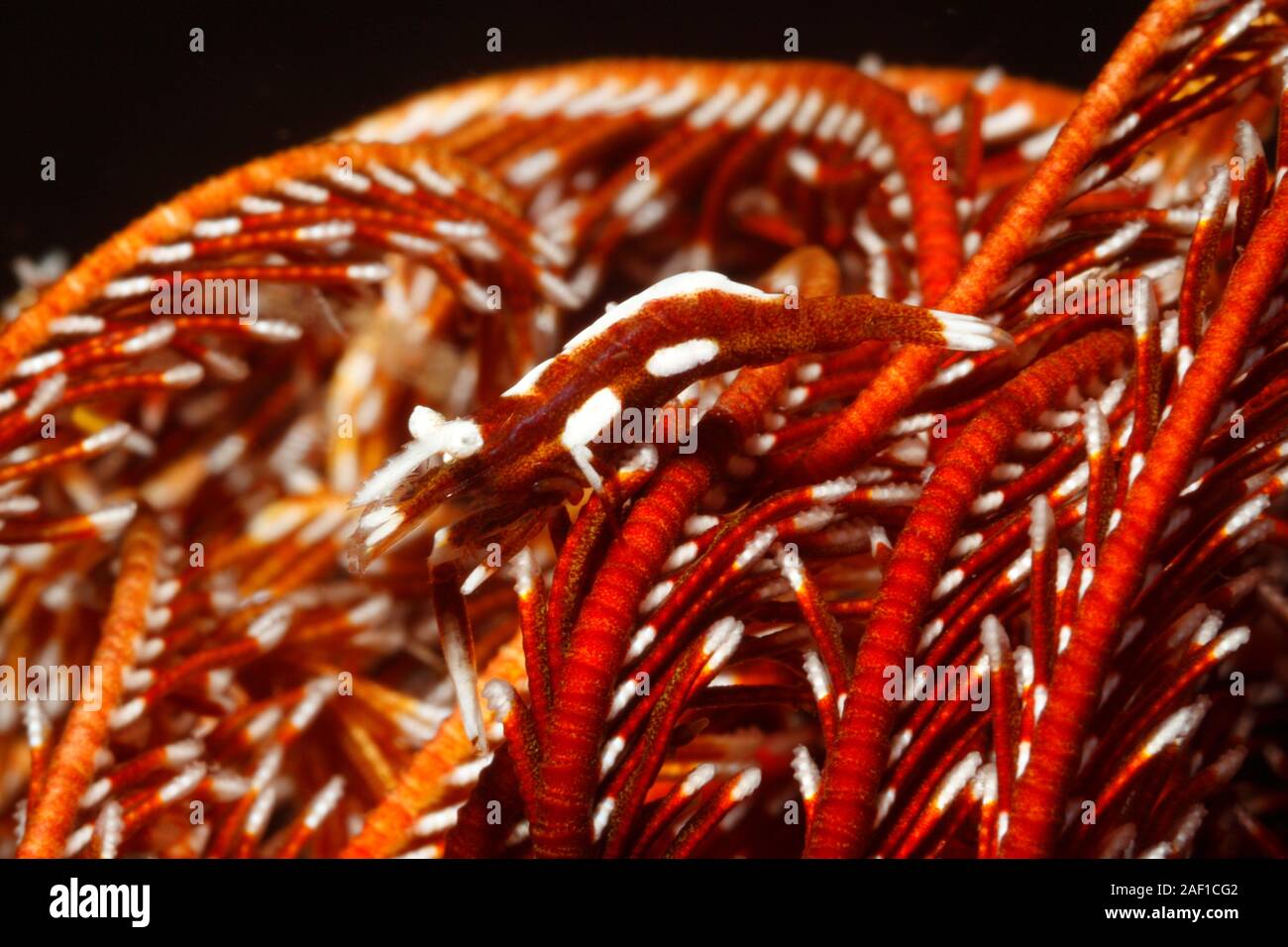 Crinoid Shrimp, probably Laomenes  cf ceratophthalmus, previously Periclimenes cf ceratophthalmus, or Laomenes cornutus. Tulamben, Bali, Indonesia. Ba Stock Photo