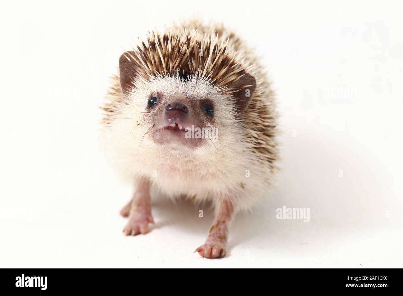 african pygmy hedgehog isolated on white background Stock Photo - Alamy