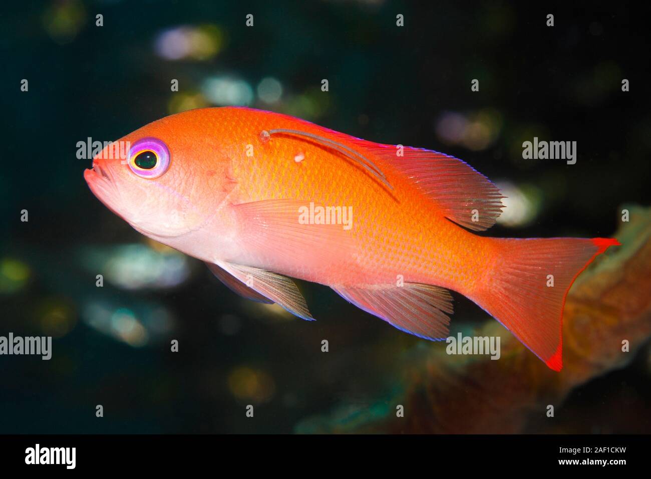 Female Stocky Anthias, Pseudanthias hypselosoma. Fish has parasitic copepod with large egg sac attached to side. Possibly an Anchor Worm, Lernaea sp. Stock Photo