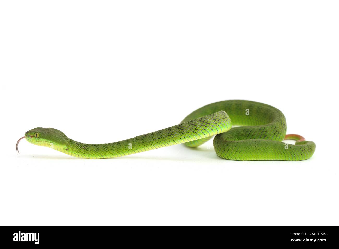 Close up White-lipped Green Pit Viper 