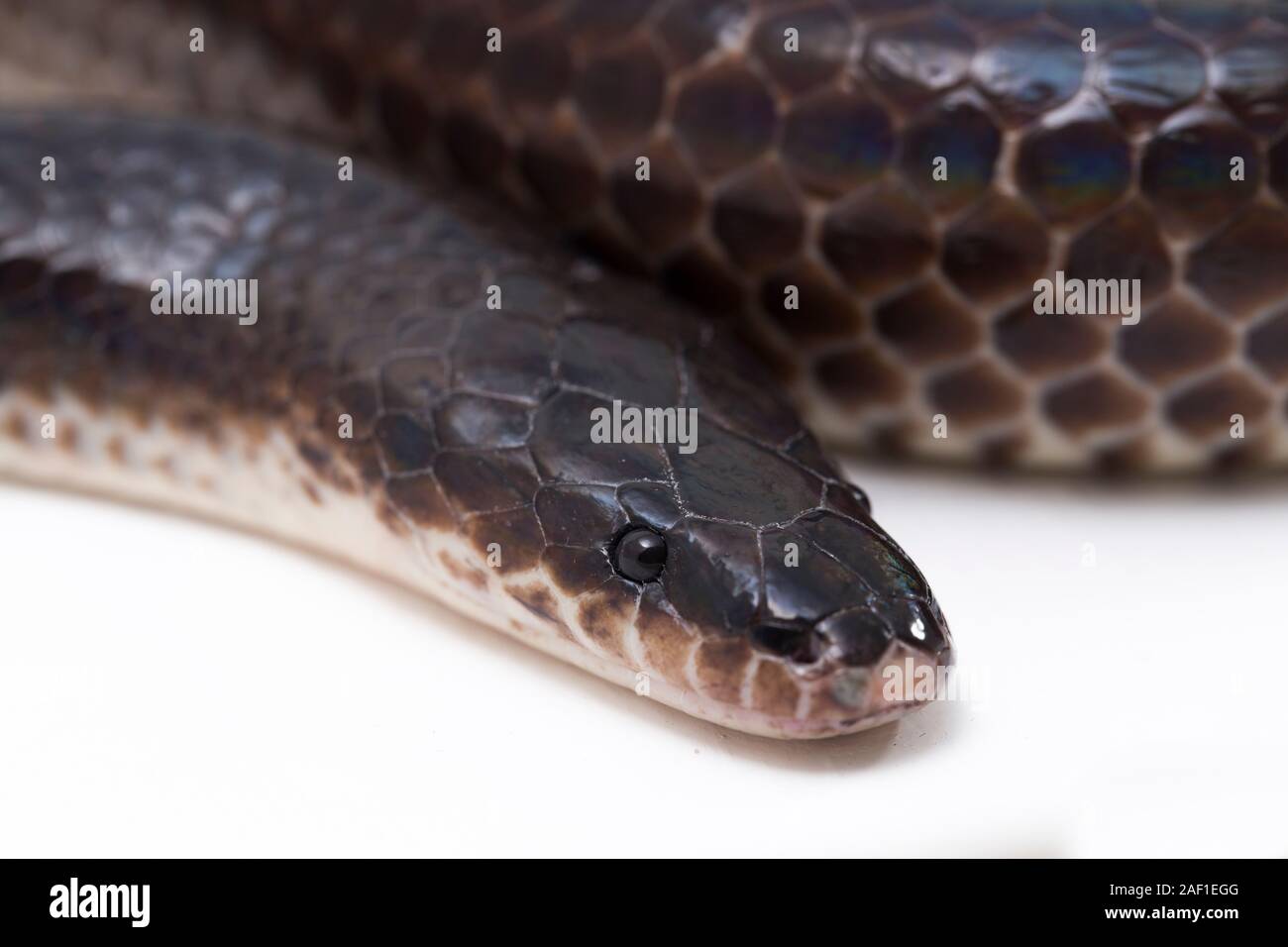 Xenopeltis unicolor. Common names sunbeam snake is a nonvenomous