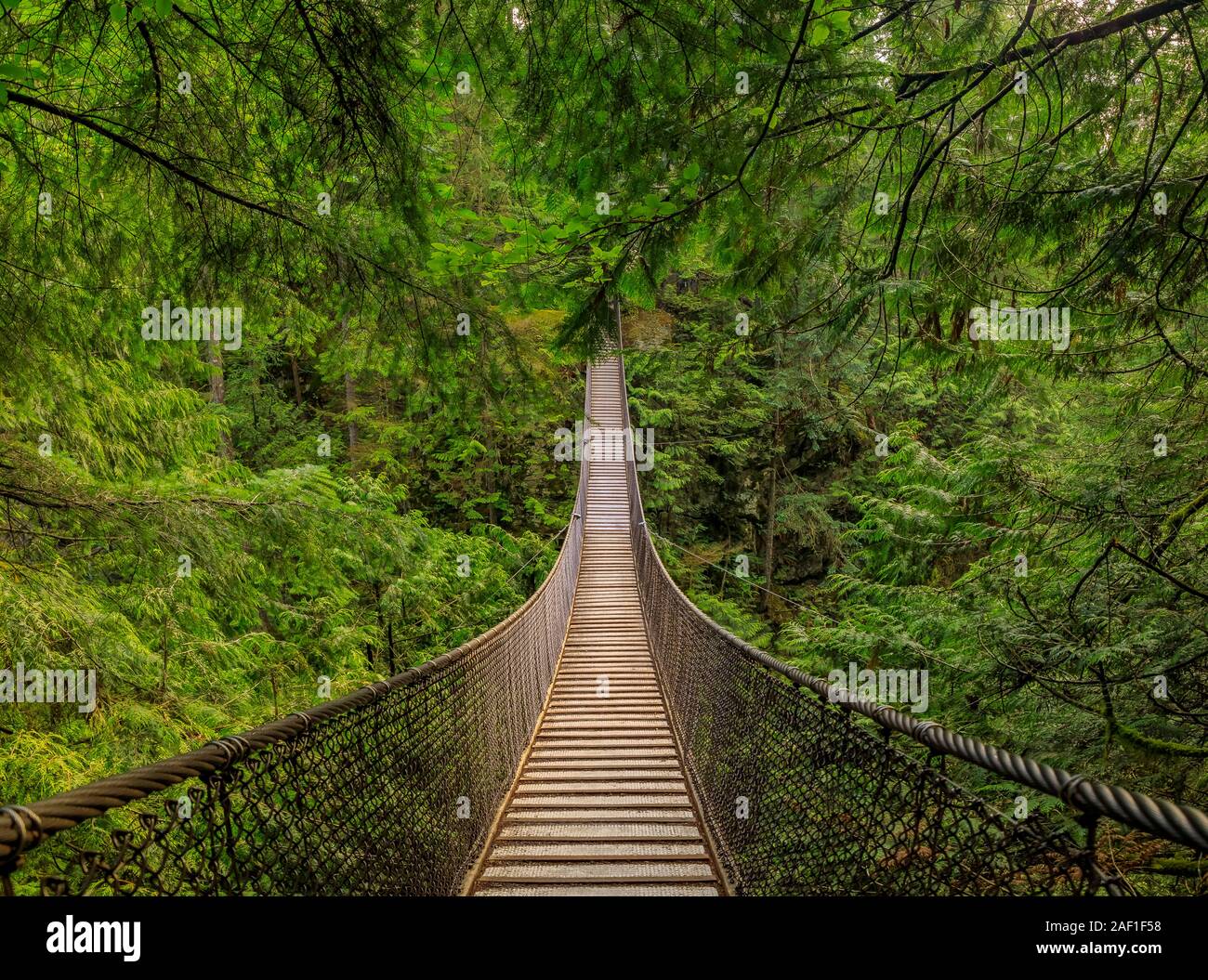 Old suspension bridge above a river, among pine trees growing on a