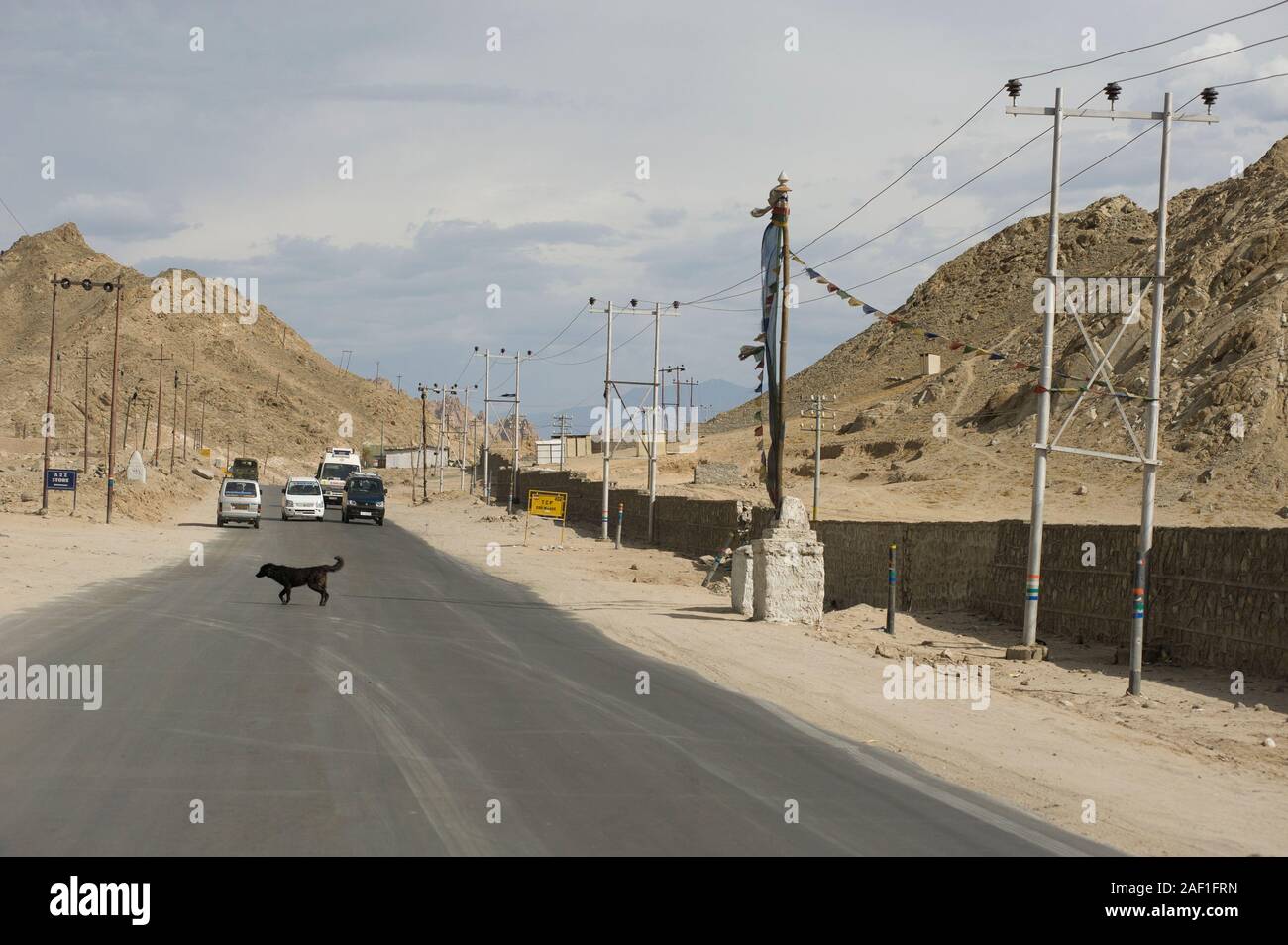 Leh, Jammu and Kashmir, India - July 25, 2011: Dog crossing the freeway on the outskirts of Leh, former capital of  Ladakh state Stock Photo
