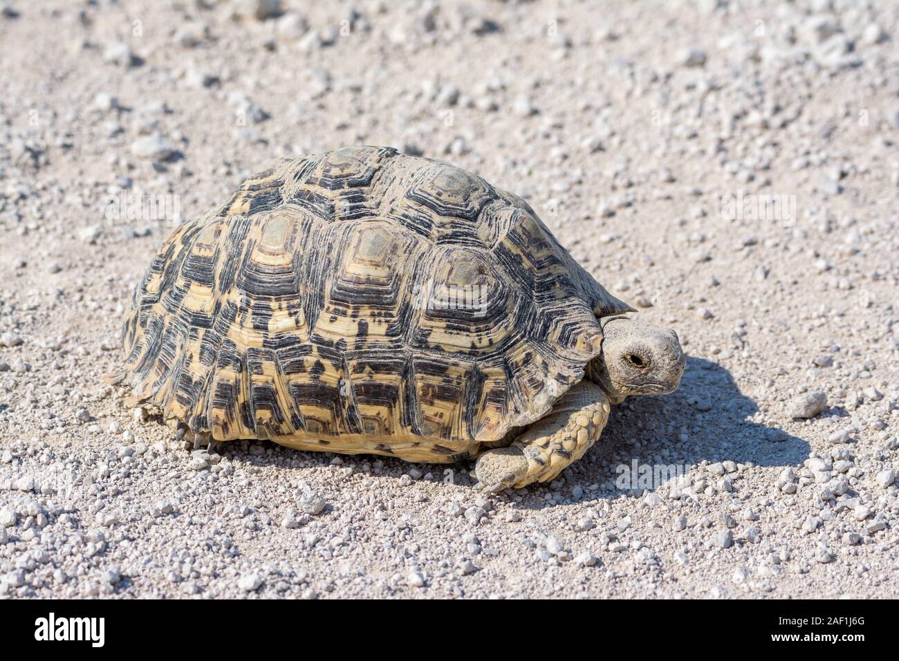 Leopard tortoise, Stigmochelys pardalis, on a gravek road, Etosha National Park, Namibia Stock Photo