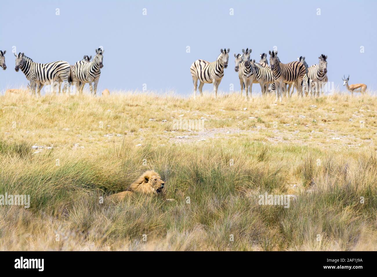 lion, Panthera leo, lying on the ground and a group of common zebras, Equus quagga, looking at eat and beeing cautious Stock Photo