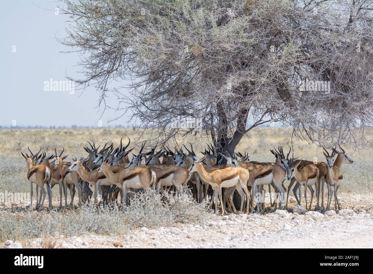 Springbok under the shade of a tree at noon, Etosha National Park, Namibia Stock Photo