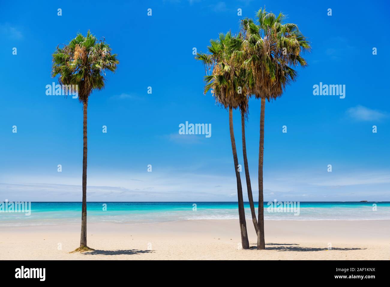 Tropical beach with palm trees hi-res stock photography and images - Alamy
