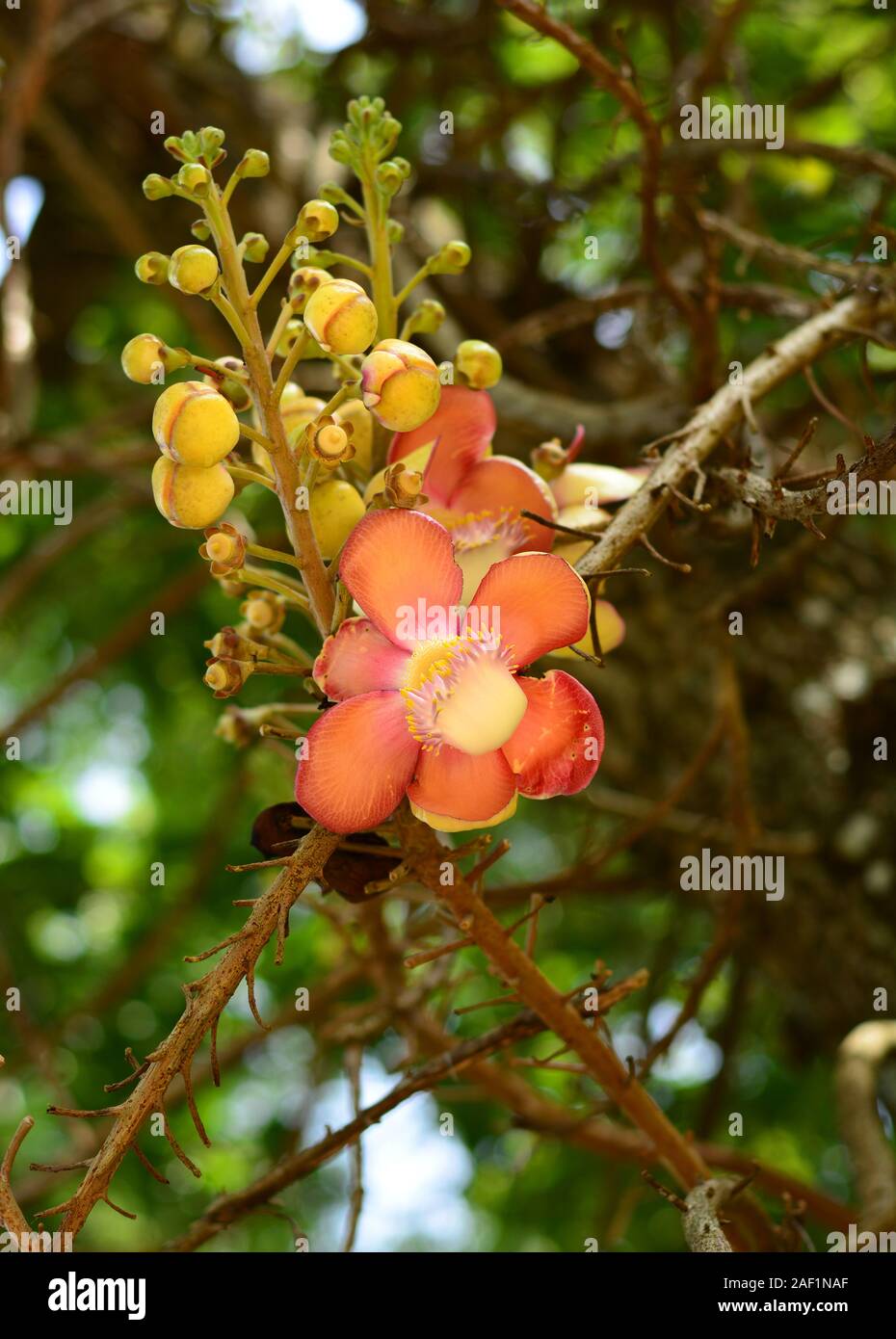 Flower of Cannonball Tree (Couroupita guianensis) at Botanical Garden, Kuala Lumpur, Malaysia Stock Photo