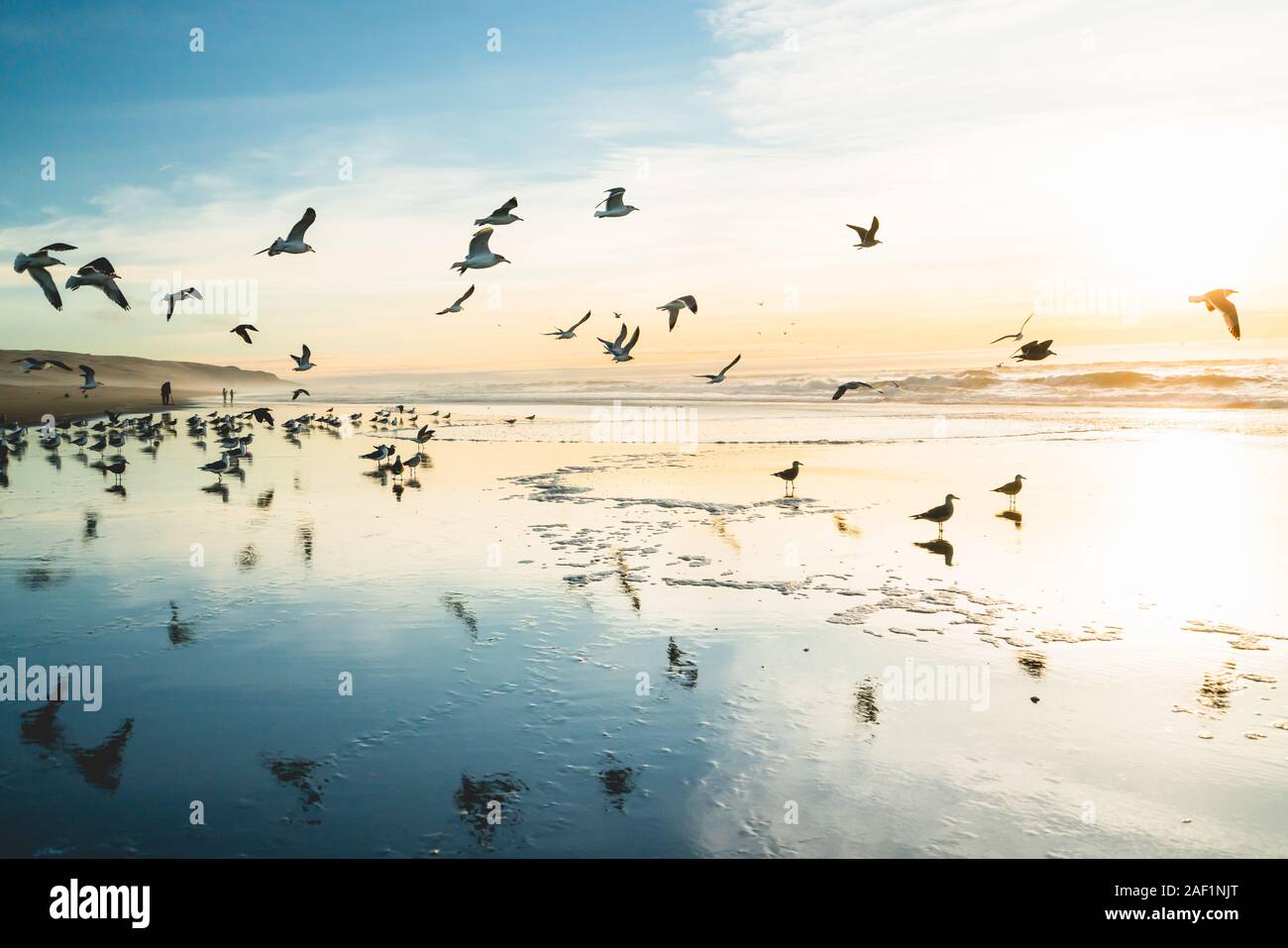 Sunset on the beach and flock of birds flying over the sea Stock Photo ...